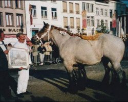 Zuchtstute Babet van Stuyvenberg (Niederländisches Kaltblut, 1995, von Constand van St Martens)