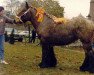 broodmare Bernadien van de Smidse (Dutch Heavy Draft, 1987, from Udo van Brandevoort)