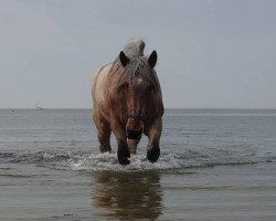 horse Juul van de Lavendelhof (Dutch Heavy Draft,  , from Vino van Luchteren)