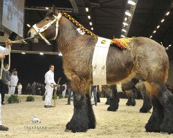 Pferd Mathador van de Bouwhoeve (Brabanter/Belgisches Kaltblut, 2009, von Iwan van Aardenhof)