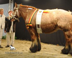 Zuchtstute Agri-Laure van Luchteren (Niederländisches Kaltblut, 2002, von Lars van de Smidse)