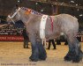 stallion Lars van de Smidse (Dutch Heavy Draft, 1997, from Arual van Hoeve de Eik)