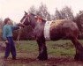 broodmare Vera van het Zwaluwnest (Brabant/Belgian draft horse, 1998, from Udo van Brandevoort)
