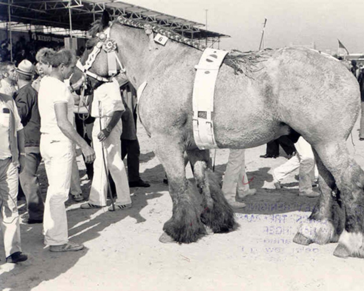 stallion Junior van 't Hooghof (Brabant/Belgian draft horse, 1978, from Lutteur van 't Ooievaarsnest)