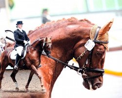 dressage horse Parinor (Westphalian, 1994, from Profi)