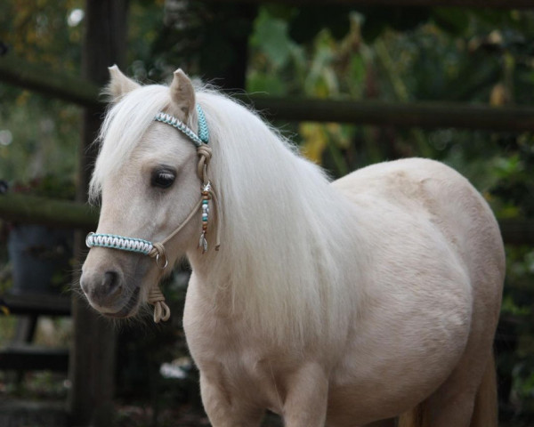 horse O’Pancho van Stal the Valley (Shetland pony (under 87 cm), 2020, from Halstock Lion King)