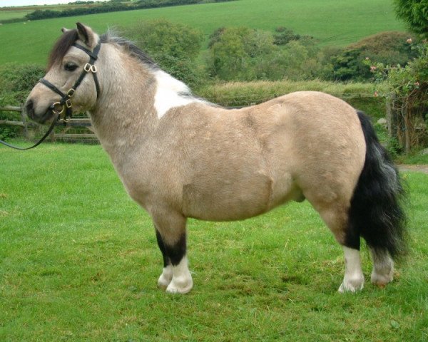 Deckhengst Quakers Sorrel (Shetland Pony, 2000, von Sage of Glebefarm)