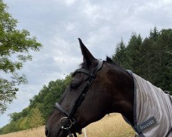 dressage horse L'amour de coeur (Hanoverian, 2013, from Laurice)