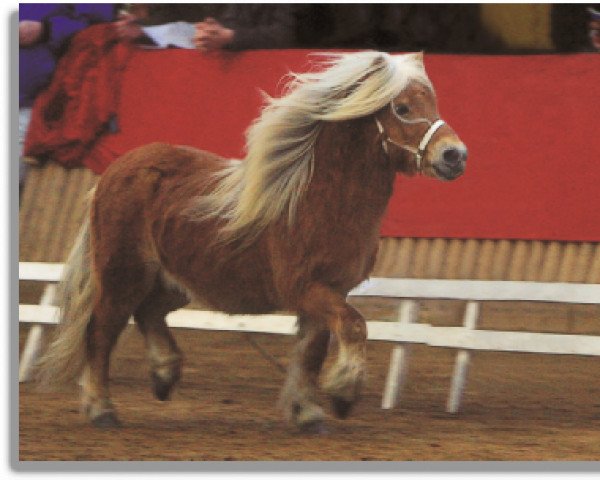 stallion Sieger van Vries (Shetland Pony, 2002, from Edern Harfi Huws)