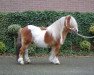 horse Edern Harfi Huws (Shetland Pony, 1992, from So-Bo of Berry)