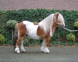 Pferd Edern Harfi Huws (Shetland Pony, 1992, von So-Bo of Berry)