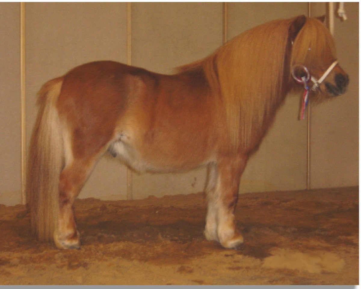 Deckhengst Oniel L.H. (Shetland Pony, 1999, von Grandioso van Wegdam)