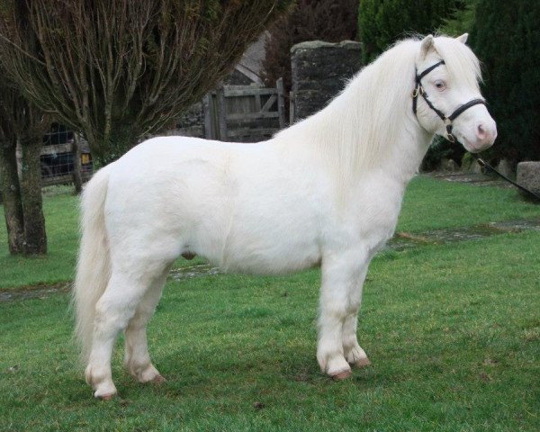 stallion Halstock Lion King (Shetland pony (under 87 cm), 2009, from Quakers Sorrel)