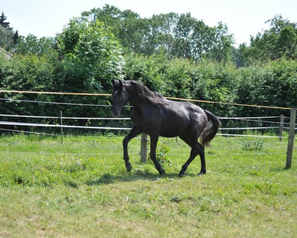 horse Celtentraum (Westphalian, 2009, from Contini)