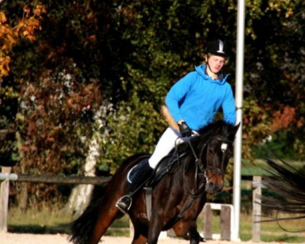 broodmare Chelly (German Riding Pony, 1999, from Chantre B)