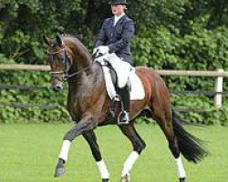 stallion Blue Hors Bentley (Hanoverian, 2006, from Belissimo NRW)