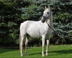 Pferd Bador (Deutsches Reitpferd, 1993, von Belmonte)