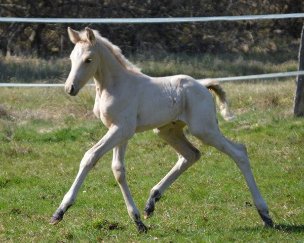 dressage horse Fortuna (German Horse, 2021, from Fürst Jazz)