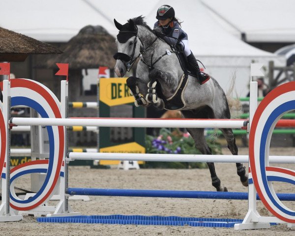 jumper Fell Capone (KWPN (Royal Dutch Sporthorse), 2010, from Levantos II)