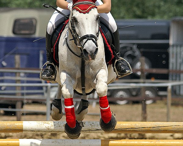 Springpferd Monday (Deutsches Reitpony, 1989, von Magister)