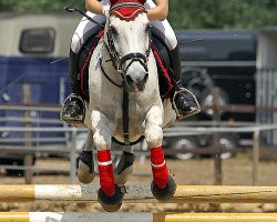 jumper Monday (German Riding Pony, 1989, from Magister)