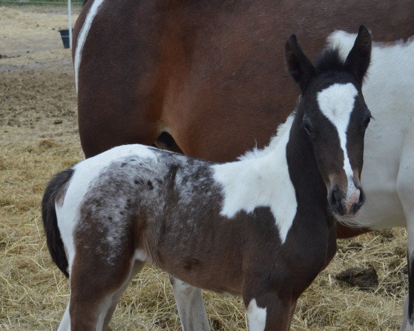 Pferd Atyria`s Amazing Abby (Deutsches Reitpony, 2022, von Atyria's Akim)