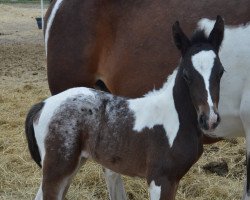 horse Atyria`s Amazing Abby (German Riding Pony, 2022, from Atyria's Akim)