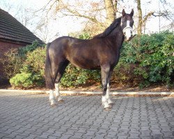 broodmare Georgia 197 (Oldenburg, 2009, from Jumex Sport Be Bravo)