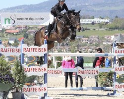 jumper Cicero (KWPN (Royal Dutch Sporthorse), 2007, from Tygo)