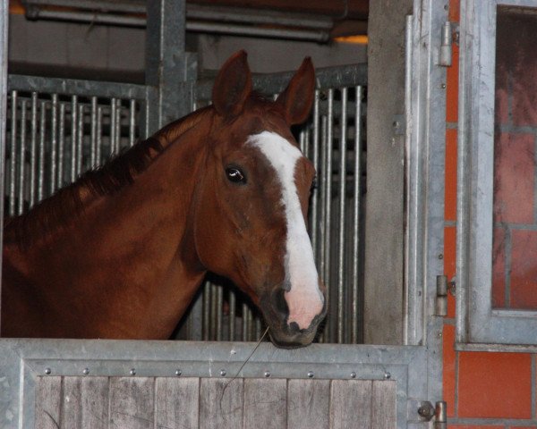 broodmare Waijalla (Hanoverian, 1988, from World Cup III)