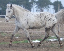 Dressurpferd Karola (Deutsches Reitpferd, 2011)