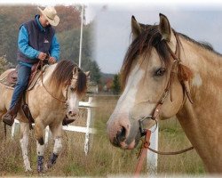 stallion Quixotes Mastr N Risk (Paint Horse, 2004, from Quixotes masterpiece)