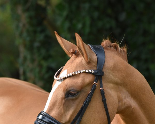 broodmare Delight Pure IW (German Riding Pony, 2019, from Darubi Gold)