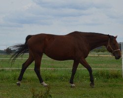 Springpferd Haccorine S (KWPN (Niederländisches Warmblut), 2012, von Crespo VDL)