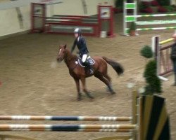jumper Mecintosh (German Riding Pony, 1999, from Mentos)