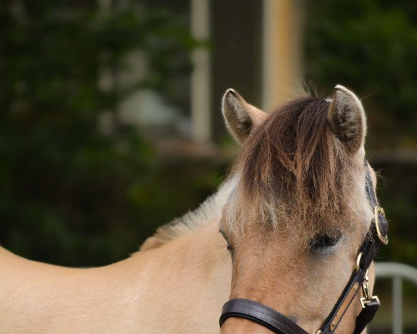 Pferd Sahli (Fjordpferd, 2021, von Jelte)