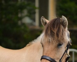 horse Sahli (Fjord Horse, 2021, from Jelte)