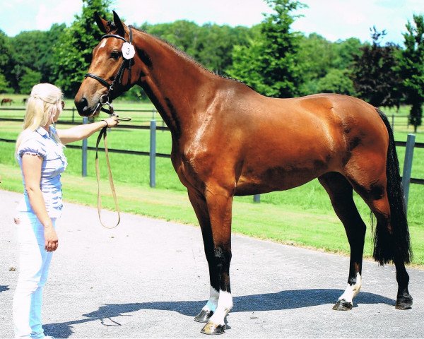 Pferd Kristal-Fee (KWPN (Niederländisches Warmblut), 2015, von Canabis Z)