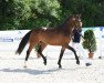 dressage horse Lisa 1338 (German Sport Horse, 2017, from Lissaro)