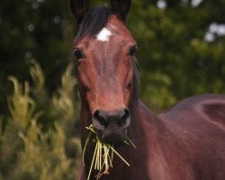 Pferd Fürstin (Westfale, 1993, von Fidelio)