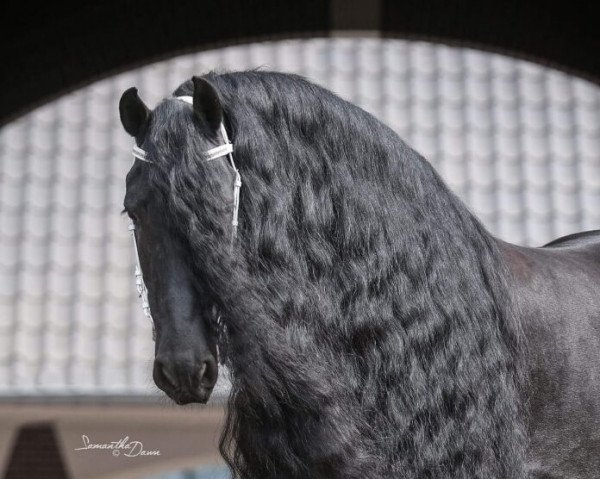 stallion Uldrik 457 (Friese, 2006, from Dries 421 Sport)