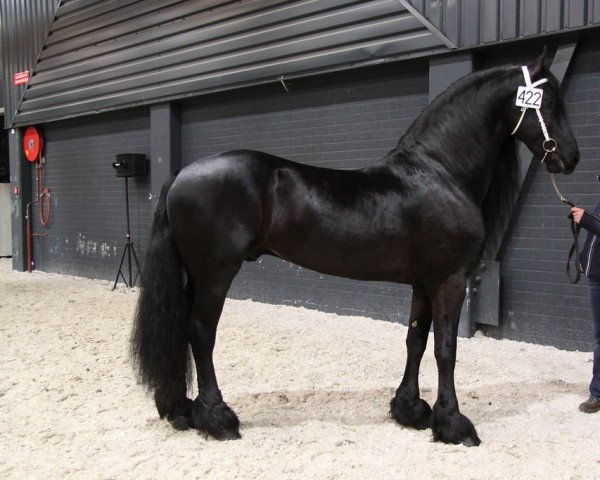 stallion Felle 422 (Friese, 2001, from Lolke 371)