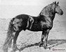 stallion Arend 131 (Friese, 1921, from Paulus 121)
