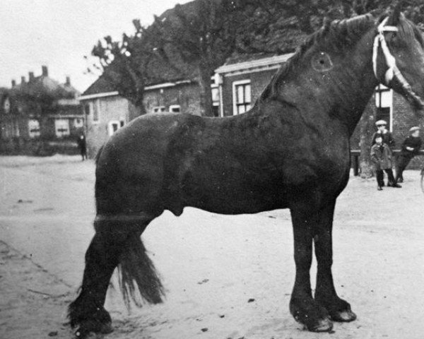 stallion Paulus 121 (Friese, 1913, from Victor 110)