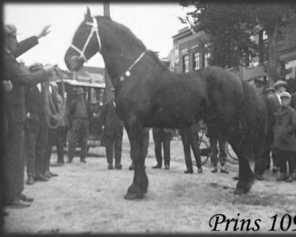 stallion Prins 109 (Friese, 1898, from Frits 95)