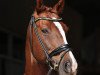 dressage horse Dynamit 106 (Württemberger, 2011, from Don Diamond)