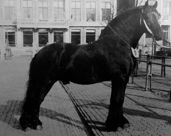 stallion Mengelberg 145 (Friese, 1932, from Arend 131)
