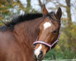 horse Gatsbe M (KWPN (Royal Dutch Sporthorse), 1988, from Nabuur)