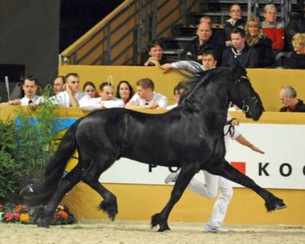 stallion Jorn (Royal Warmblood Studbook of the Netherlands (KWPN), 2003, from Fabe 348)
