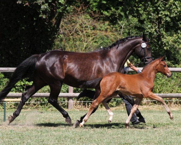 Springpferd Grille (Hannoveraner, 2019, von Gentleman FRH)